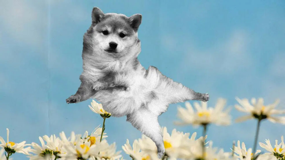 میم کوین Babydoge