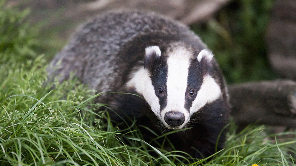 توکن BADGER چیست؟