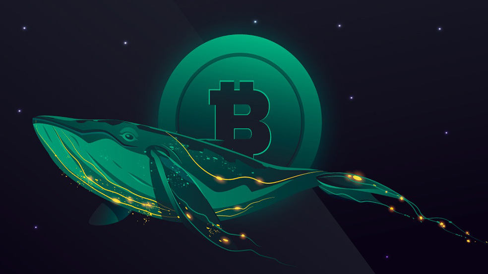 نهنگ بیت کوین 2 بلوغ بازار بیت‌ کوین؛ خودداری نهنگ‌ها از فروش‌ هیجانی